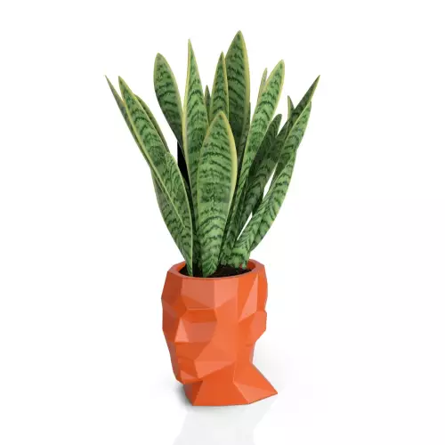 Sansevieria w pomarańczowej donicy Adonis
