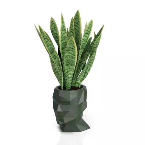 Sansevieria w zielonej donicy Adonis