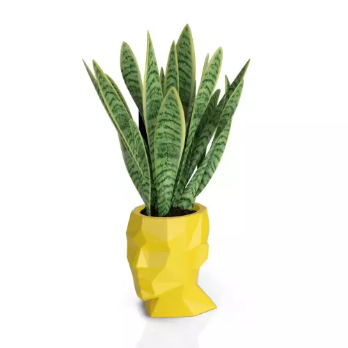Sansevieria w żółtej donicy Adonis