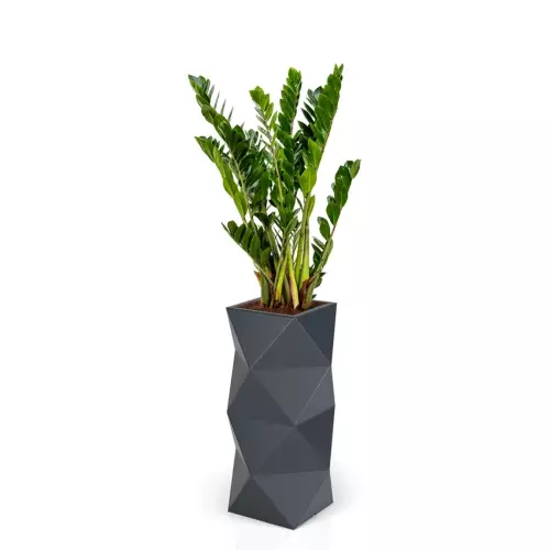 Zamioculcas w antracytowej donicy ASTI