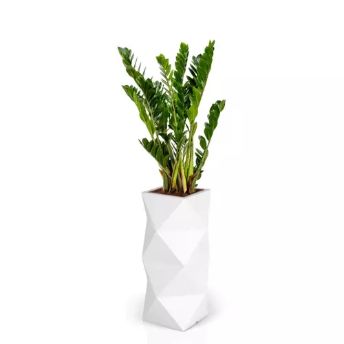 Zamioculcas w białej donicy ASTI