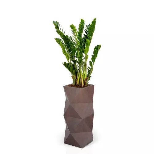 Zamioculcas w donicy ASTI kolor corten