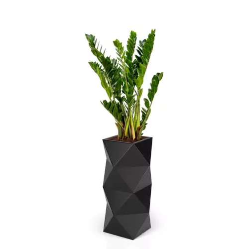 Zamioculcas w czarnej donicy ASTI