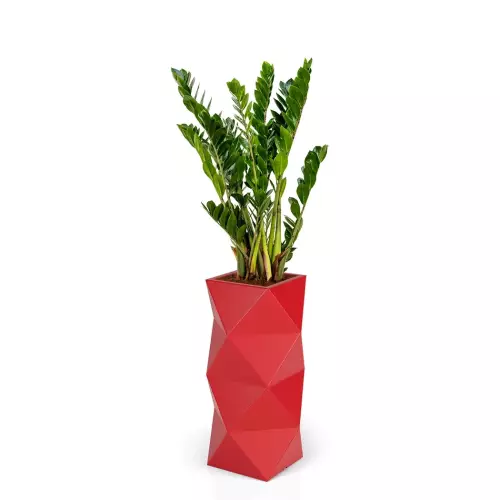 Zamioculcas w czerwonej donicy ASTI