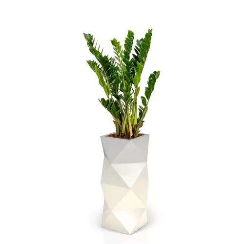 Zamioculcas w białej, podświetlanej donicy ASTI