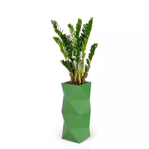 Zamioculcas w limonkowej donicy ASTI