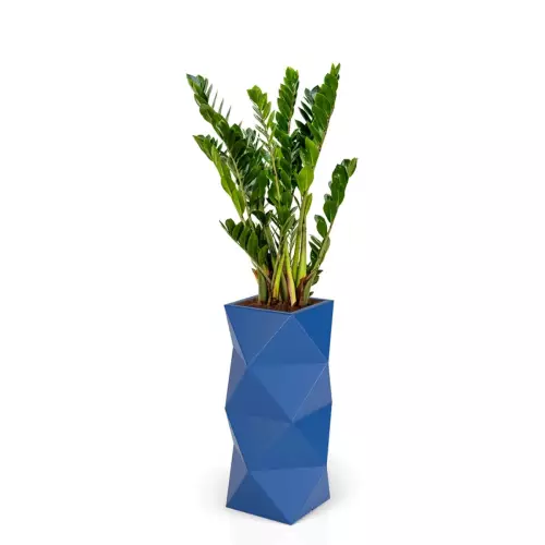 Zamioculcas w niebieskiej donicy ASTI