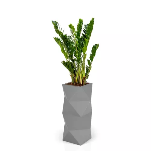 Zamioculcas w szarej donicy ASTI