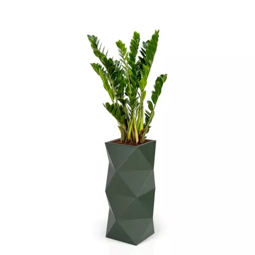 Zamioculcas w zielonej donicy ASTI