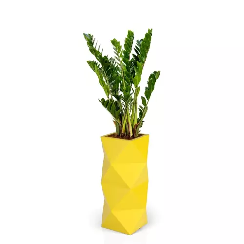 Zamioculcas w żółtej donicy ASTI