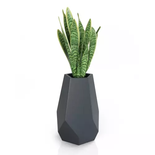 Sansevieria w antracytowej donicy Bari