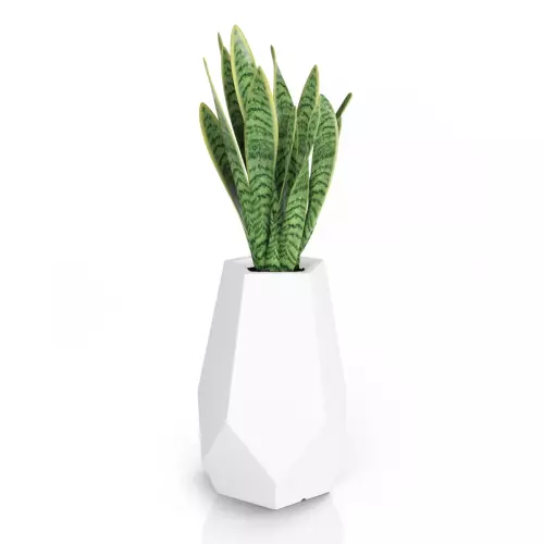 Sansevieria w białej donicy Bari