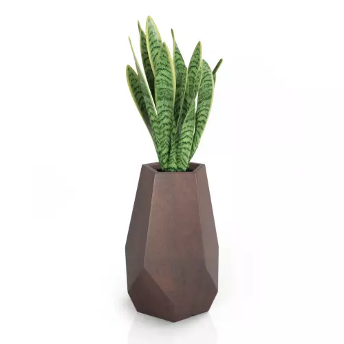Sansevieria w brązowe donicy Bari