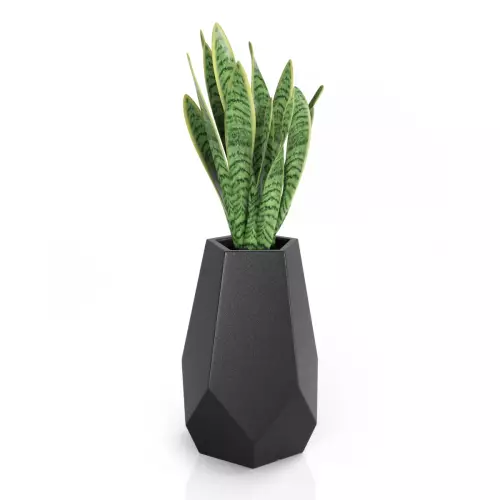 Sansevieria w czarnej donicy Bari