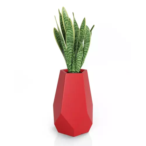 Sansevieria w czerwonej donicy Bari