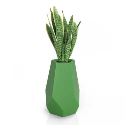 Sansevieria w limonkowej donicy Bari