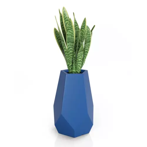 Sansevieria w niebieskiej donicy Bari