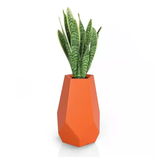 Sansevieria w pomarańczowej donicy Bari