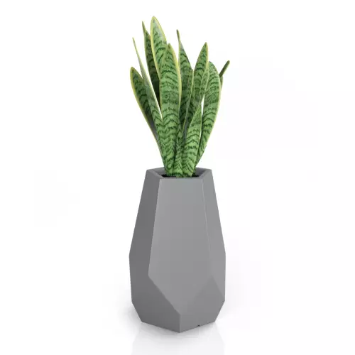Sansevieria w szarej donicy Bari