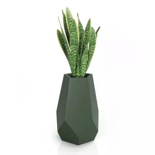Sansevieria w zielonej donicy Bari
