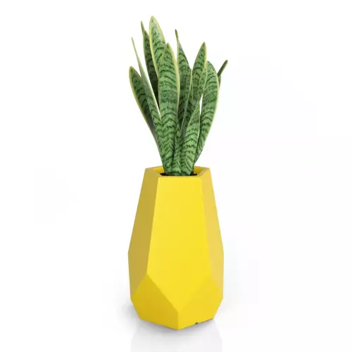 Sansevieria w żółtej donicy Bari