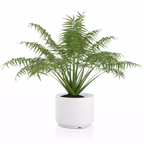 Biała donica Cavo 45 z palmą