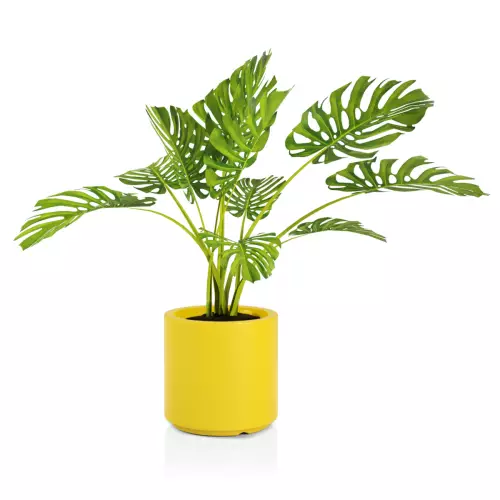 Żółta donica Cavo z rośliną Monsteria