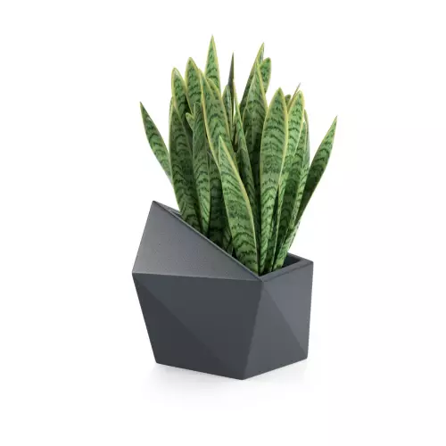 Sansevieria w antracytowej donicy Astro