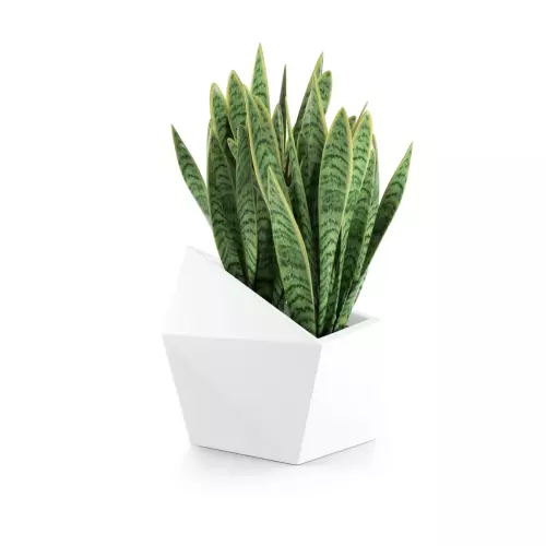Sansevieria w białej donicy Astro