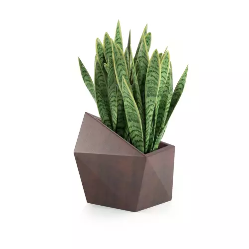 Sansevieria donicy Astro w kolorze stali typu corten