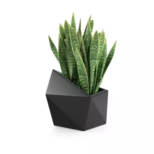 Sansevieria w czarnej donicy Astro
