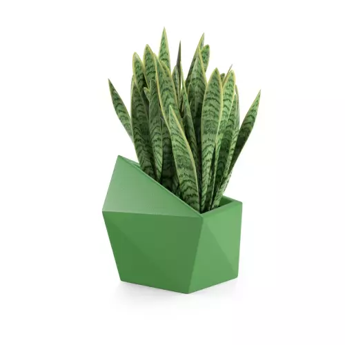 Sansevieria w limonkowej donicy Astro