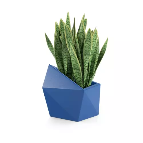 Sansevieria w niebieskiej donicy Astro