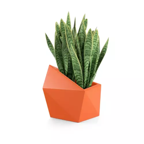 Sansevieria w pomarańczowej donicy Astro