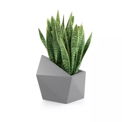 Sansevieria w szarej donicy Astro