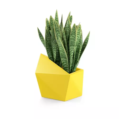 Sansevieria w żółtej donicy Astro