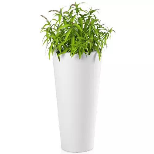 Trawy ozdobne w białej donicy Habana M