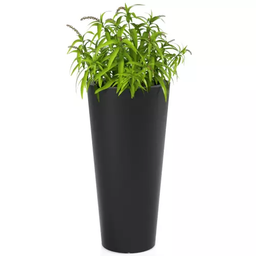 Trawa ozdobna w czarnej donicy Habana M