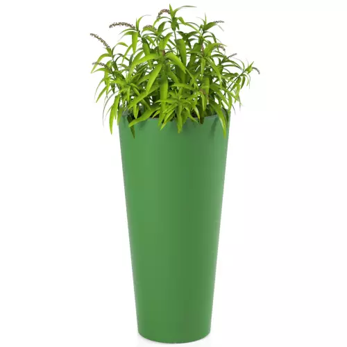 Trawa ozdobna w limonkowej donicy Habana M