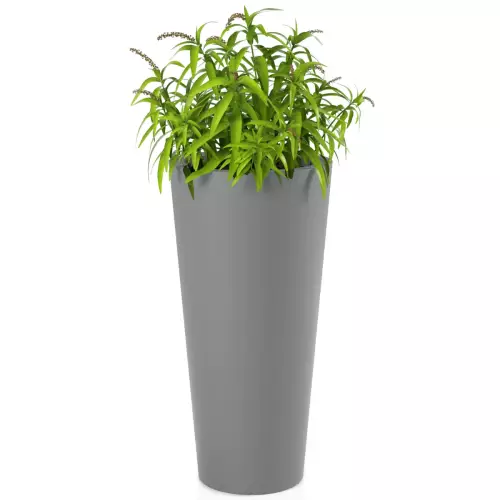 Trawa ozdobna w szarej donicy Habana M