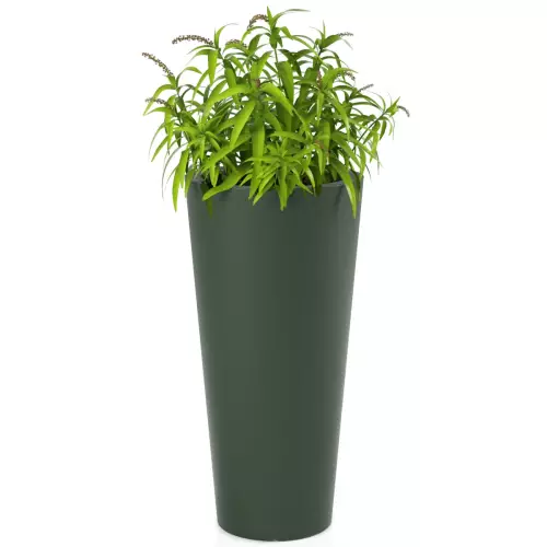 Trawa ozdobna w zielonej donicy Habana M