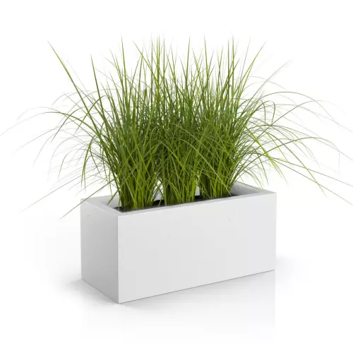 Trawy ozdobne w białej donicy Long 90