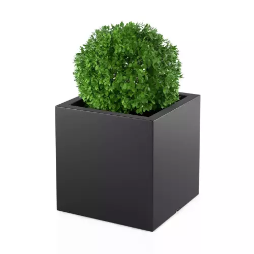 Bukszpan w czarnej donicy PIXEL POT M