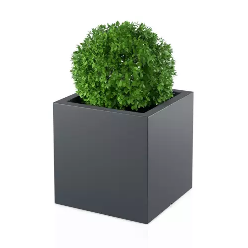 Bukszpan w antracytowej donicy PIXEL POT M