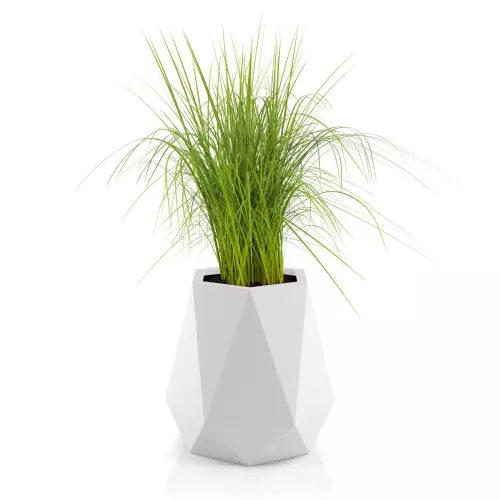 Trawy w białej donicy Flavi
