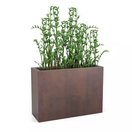 Zamiokulkasy w donicy Longerino w kolorze corten