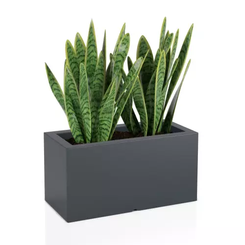 Sansevieria w antracytowej donicy Lungo