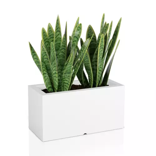 Sansevieria w białej donicy Lungo