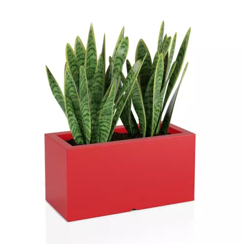 Sansevieria w czerwonej donicy Lungo
