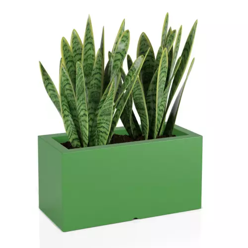 Sanseviera w limonkowej donicy Lungo